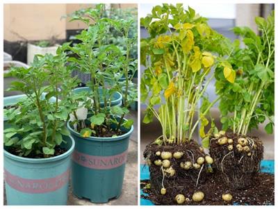 Home food gardening in modern cities: advances, issues, and future perspectives